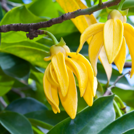 Ylang ylang
