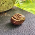 Jaspis zebrinis (60-70 g)