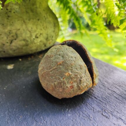 Agatas - chaki