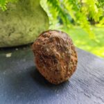 Agatas ~310 g