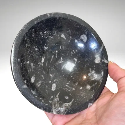 Fosilijos dubenėlis