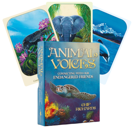 Animal Voices Oracle kortos Blue Angel