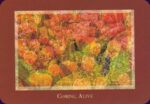 Gaia’s Vision Oracle kortos Schiffer Publishing - Image 3