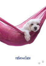 Inspirational kortos Dog Wisdom Blue Angel - Image 4