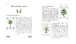 Tree Magick Oracle kortos Cico Books - Image 2